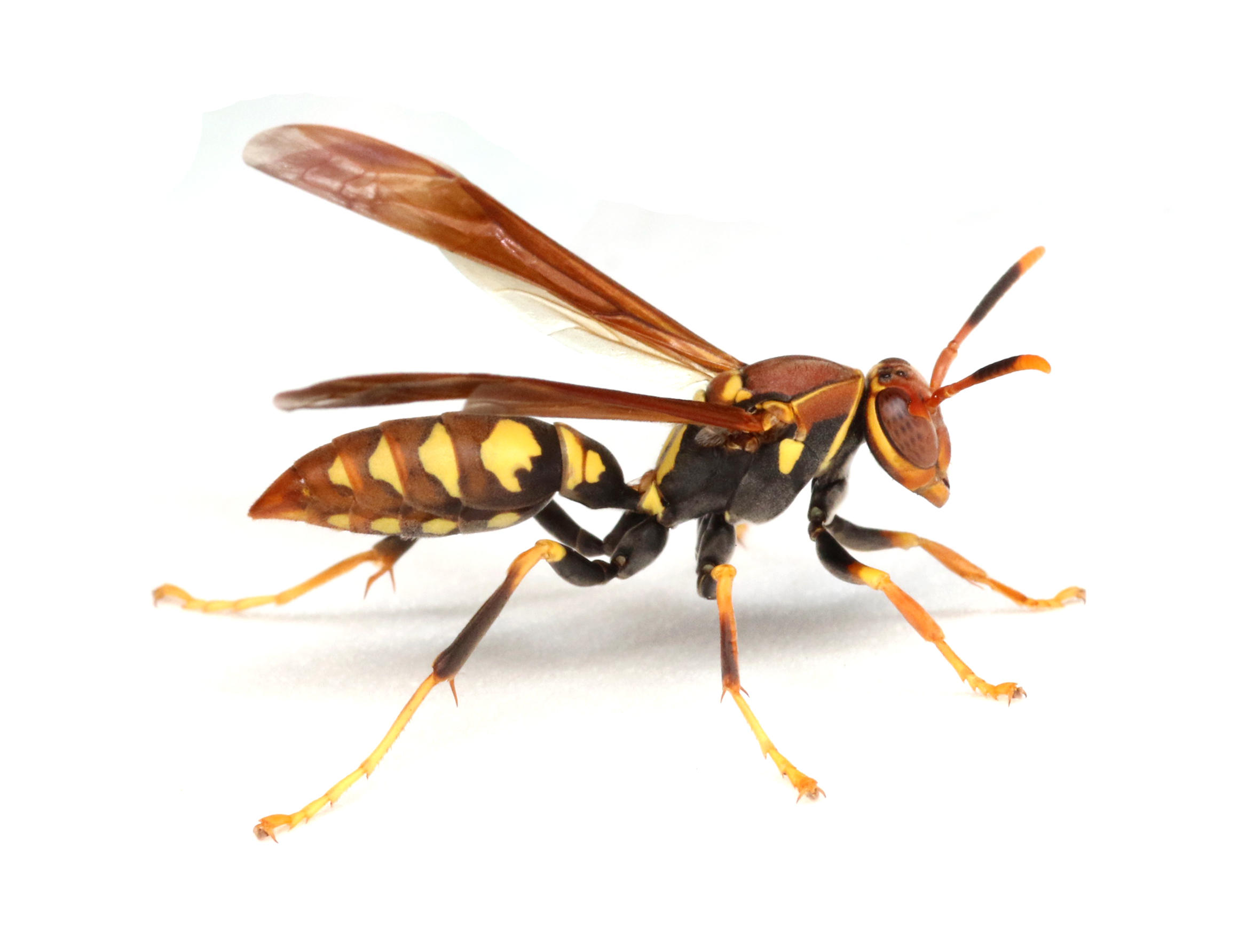 Polistes versicolor Photo: Patricio Picón Rentería, CDF.